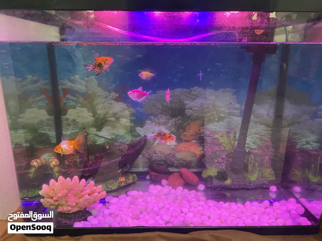 Accovarium with fishes