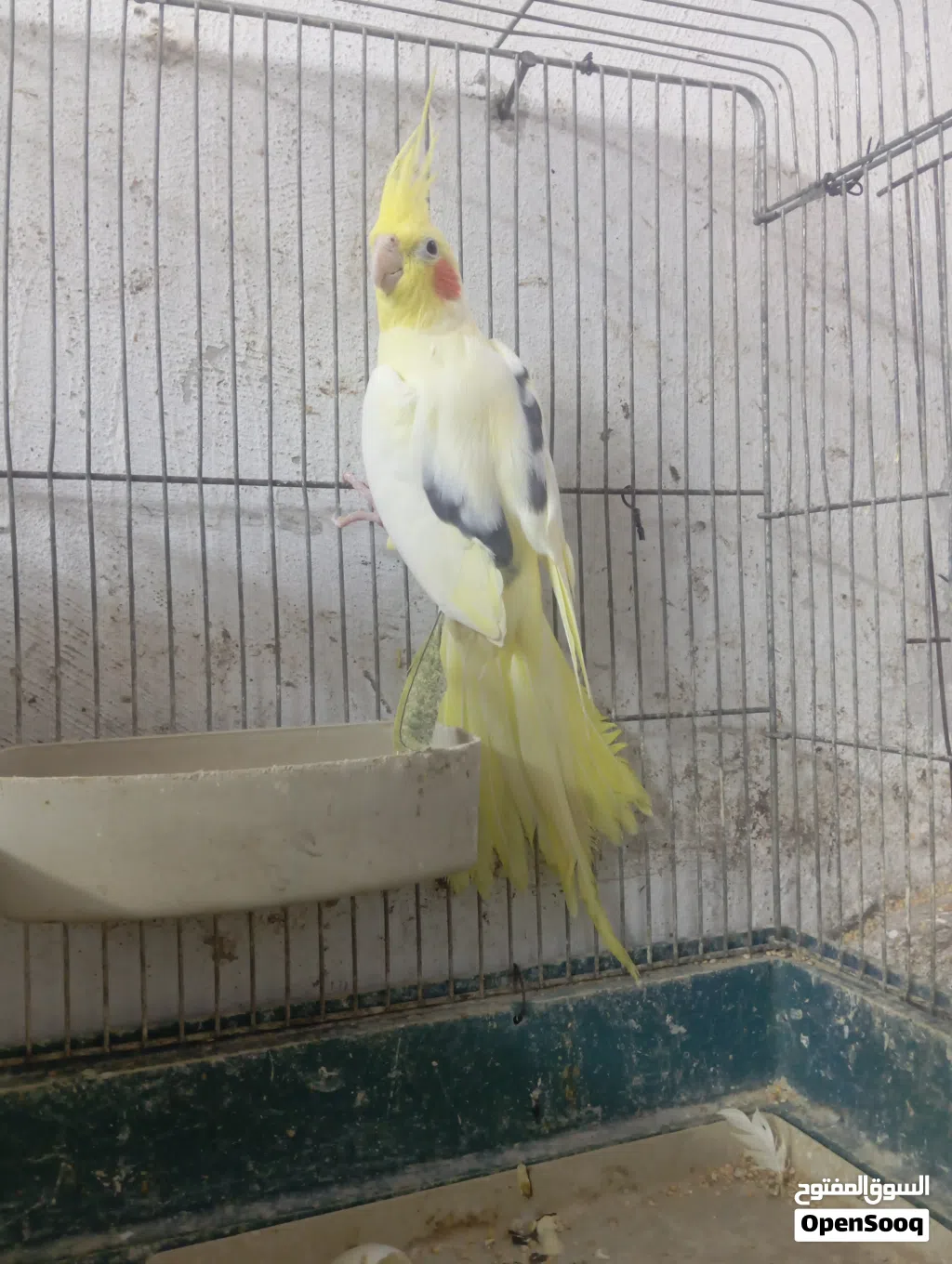 ذكر كوكتيل لاتينو بصمه