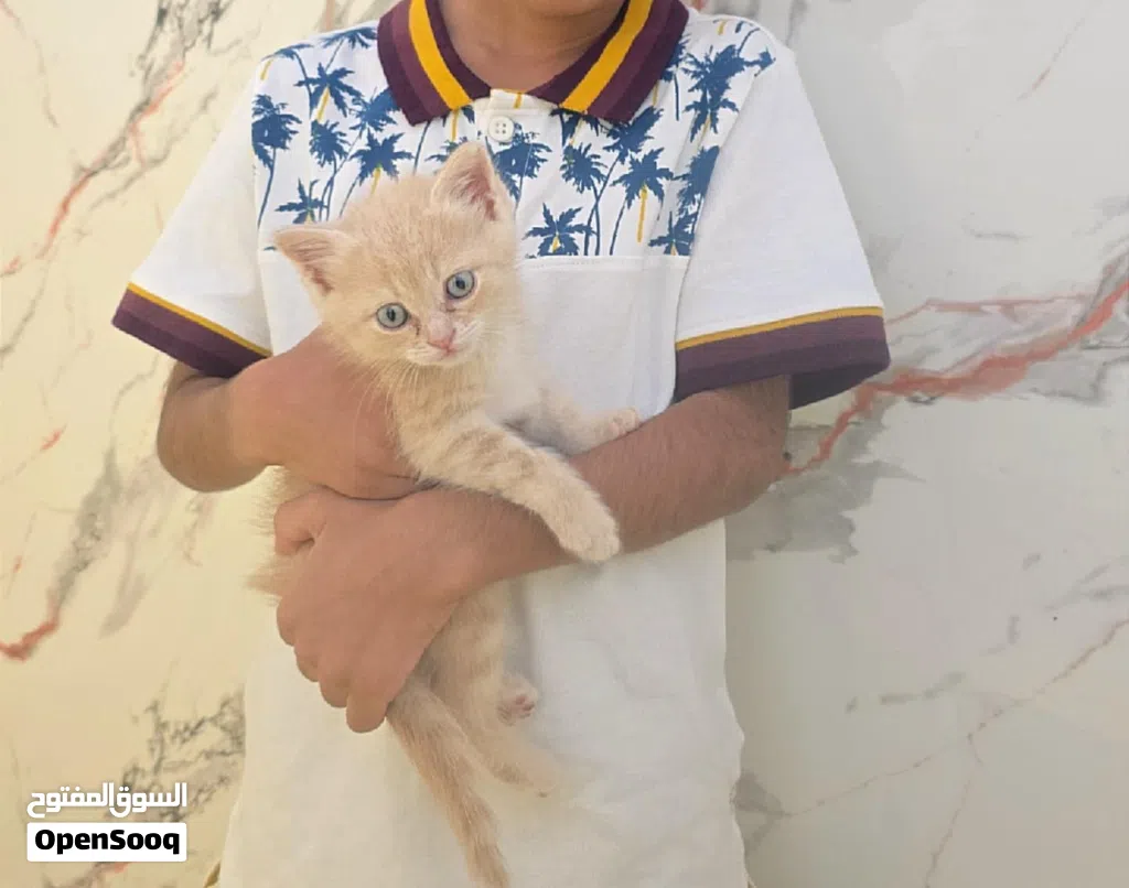 قطة لطيفة للتبني مجانا cute little kitten for free adoption