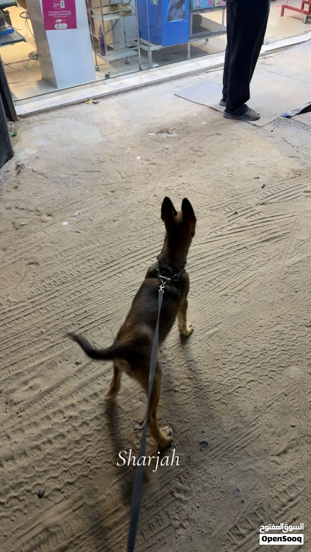 جلب مالينوا بلجيكي