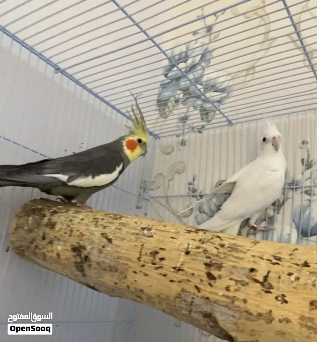 زوجين كوكتيل + فرخ