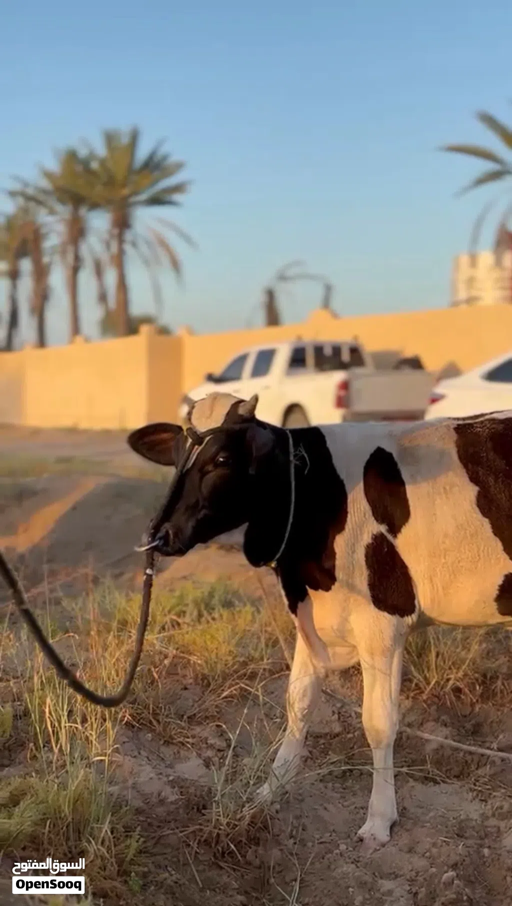 عجل للبيع تهجين نمساوي هولندي