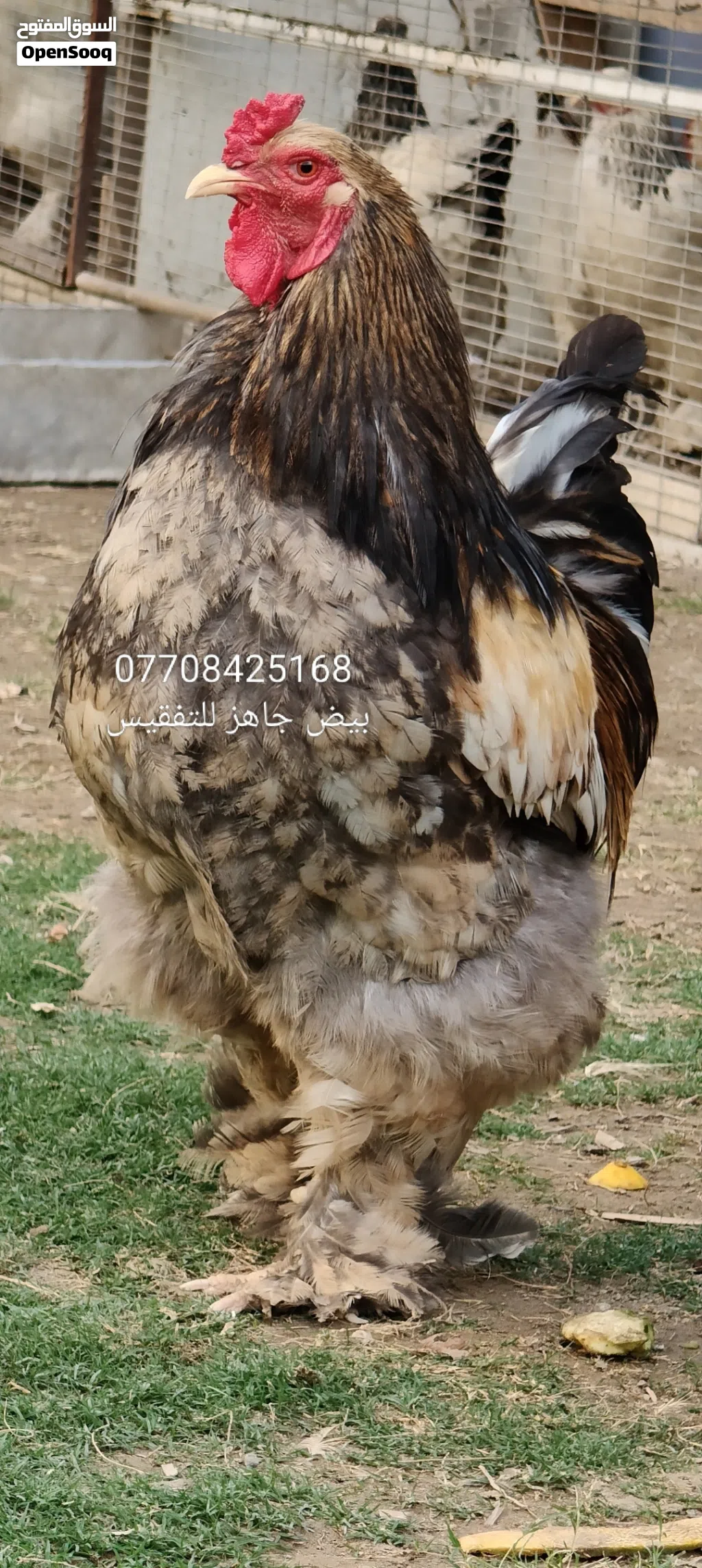 بيض براهما جاهز للتفقيس