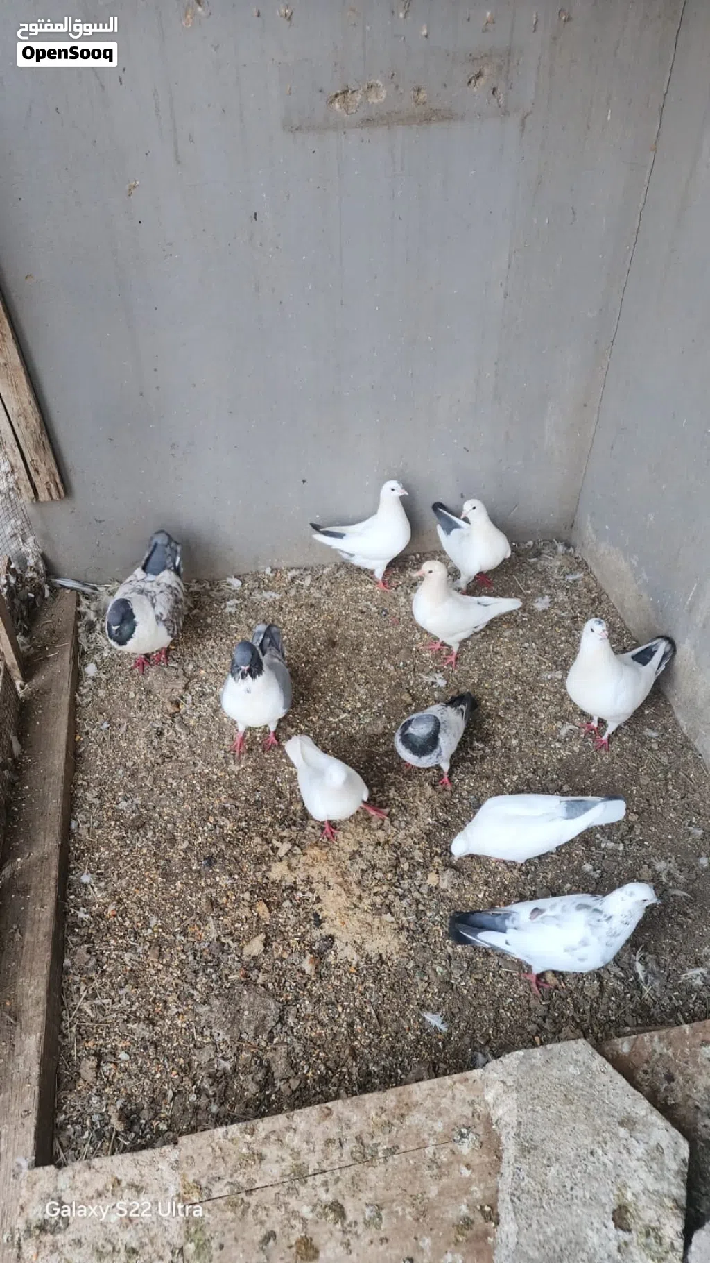 حمام المدينه