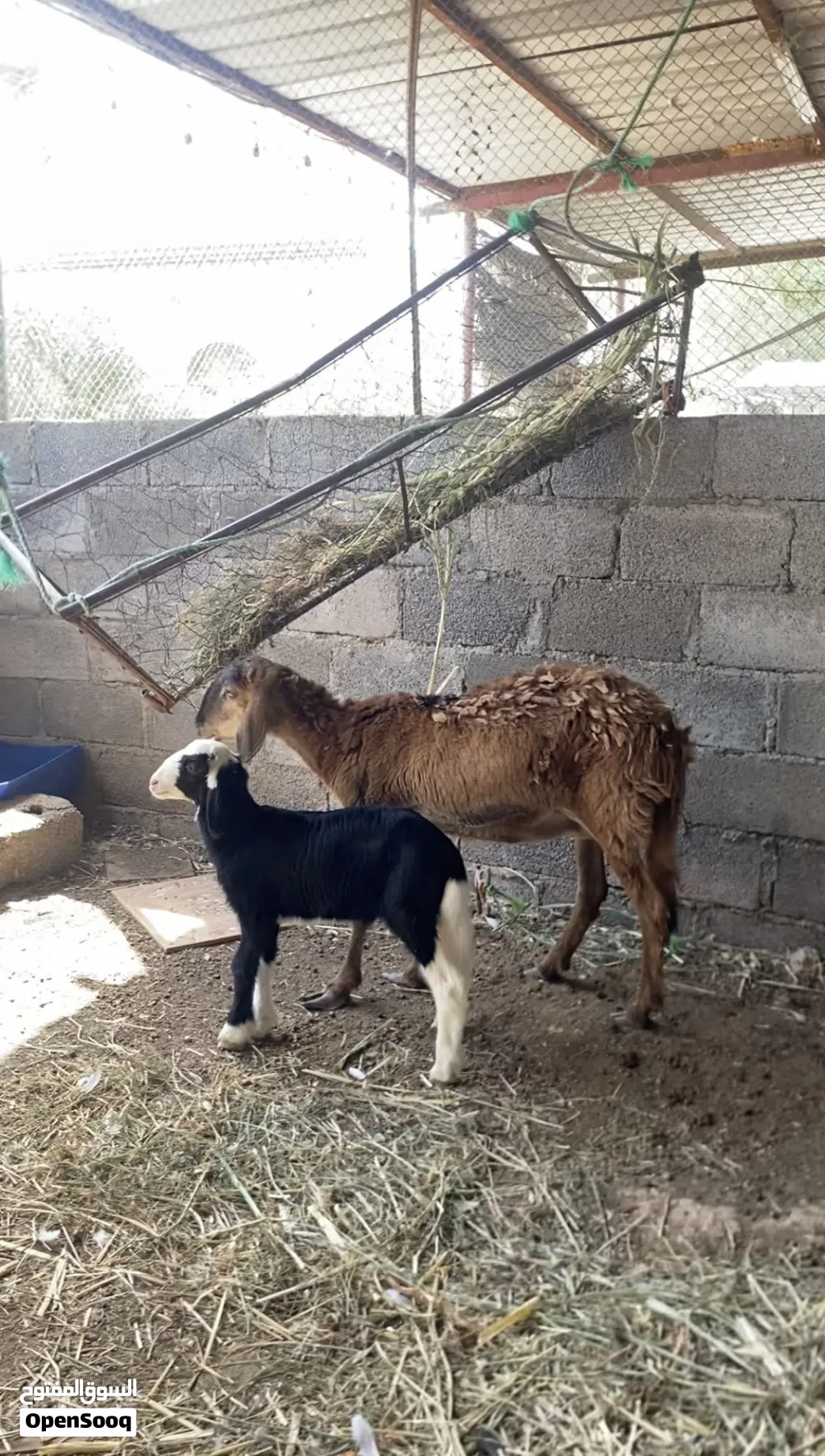جاعده سودانيه تحته كبش فرصه الي يبغا حال تربيه