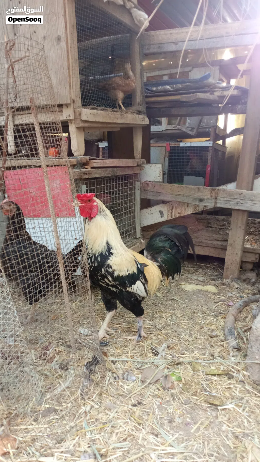 ديج للبيع عشرة بس