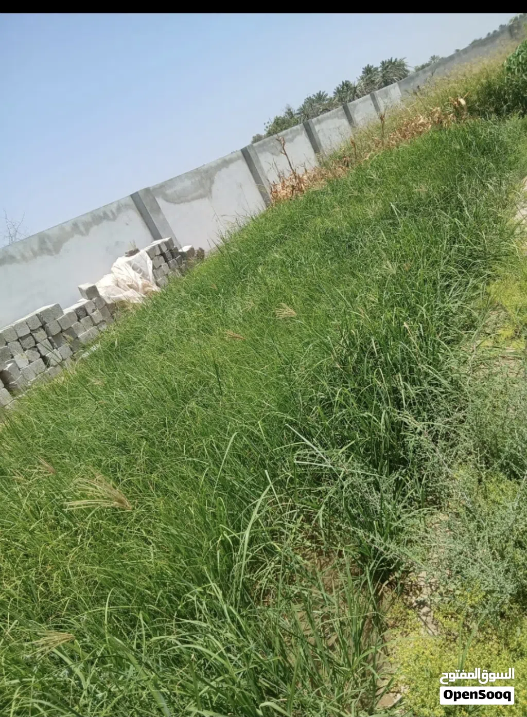 حشايش للبيع