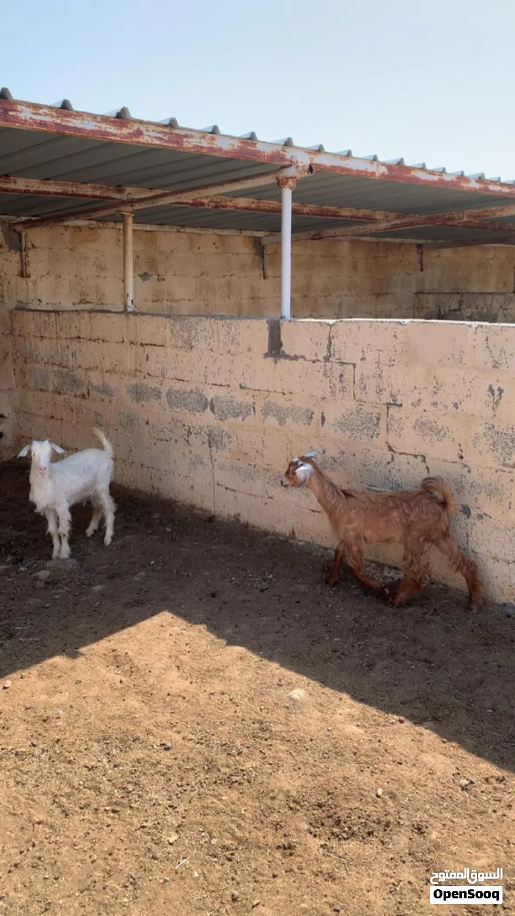 سخلات للبيع