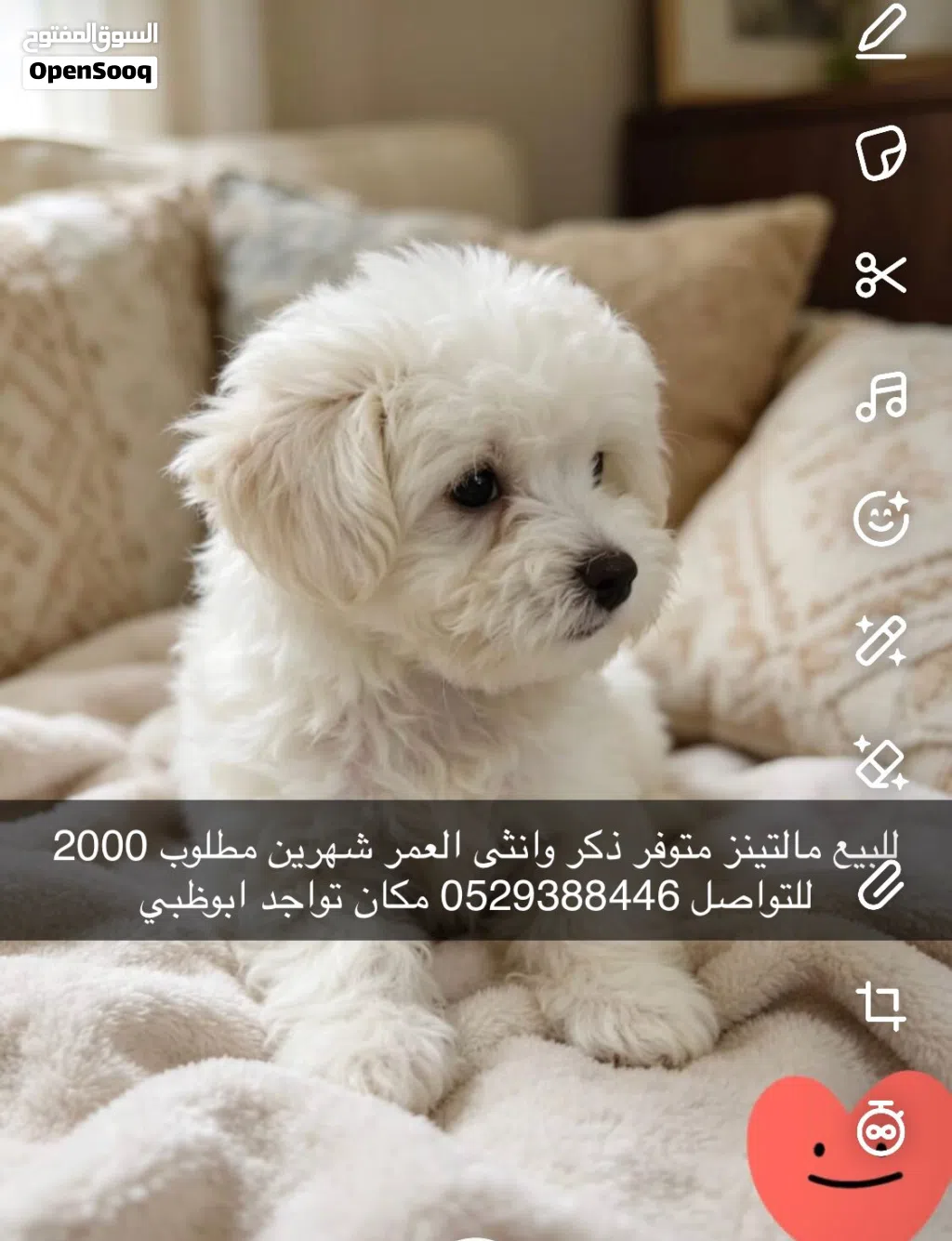 مالتينز العمر شهرين