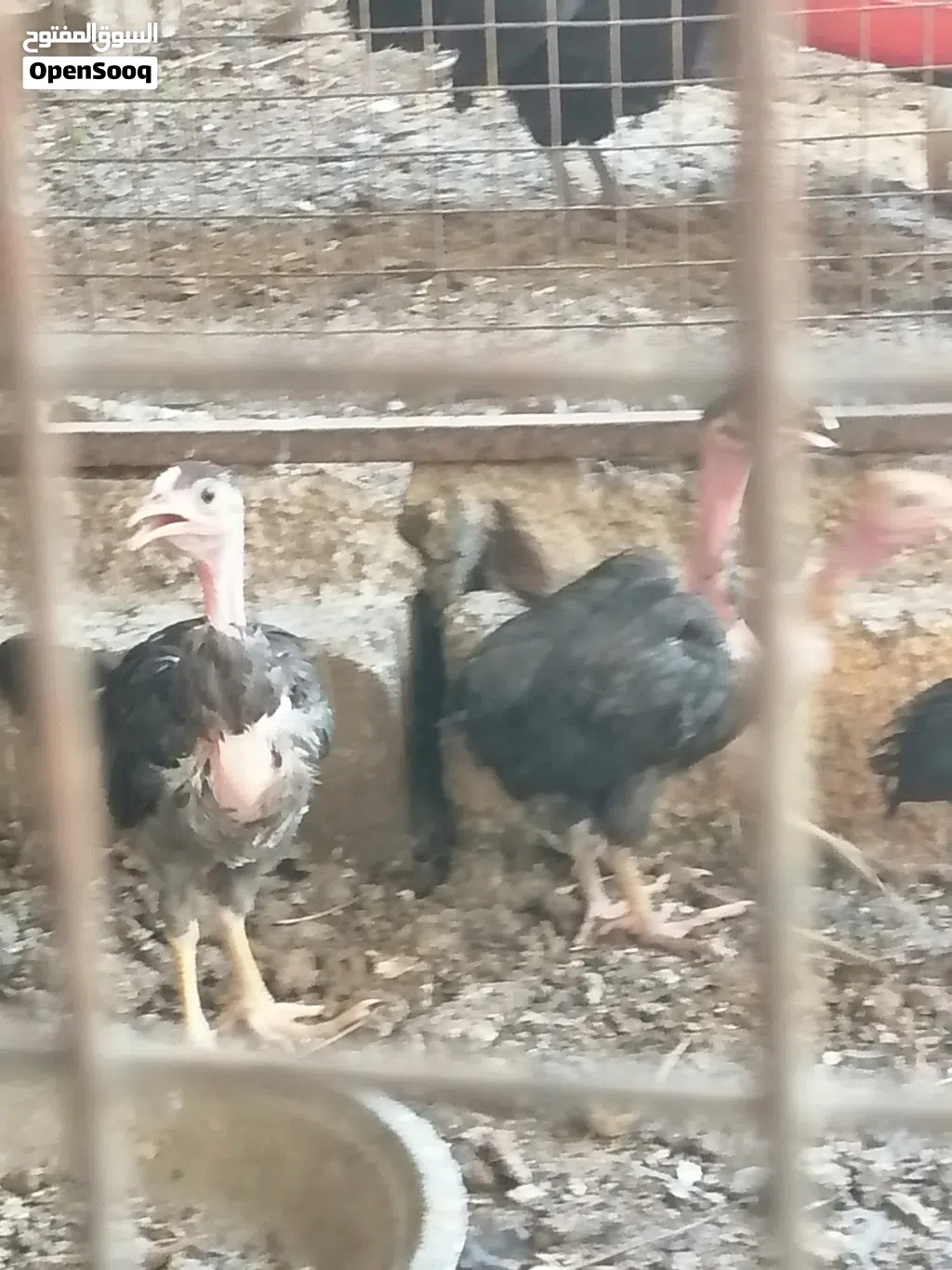 دجاج ابو عنيق العمر شهرين ونص اقرا وصف
