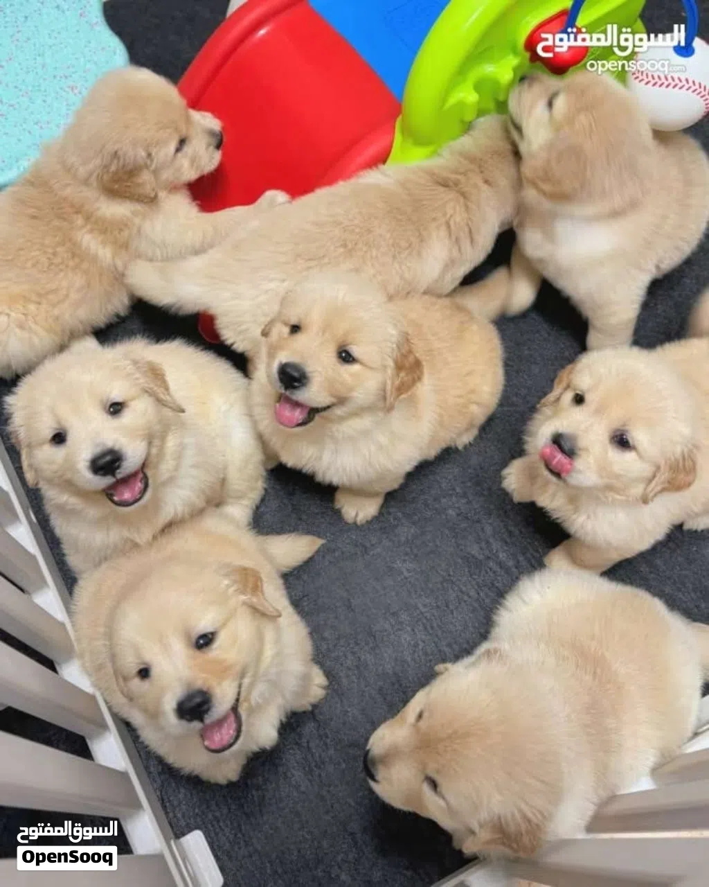 Golden Retriever puppies