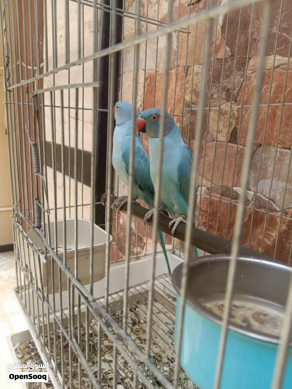 كوبيا الذره اوبلاين معهم انتايه فارديه الله يبارك