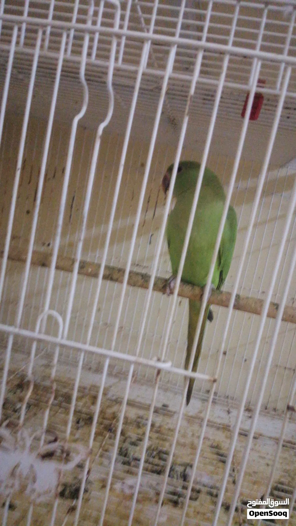 Parrot for sale