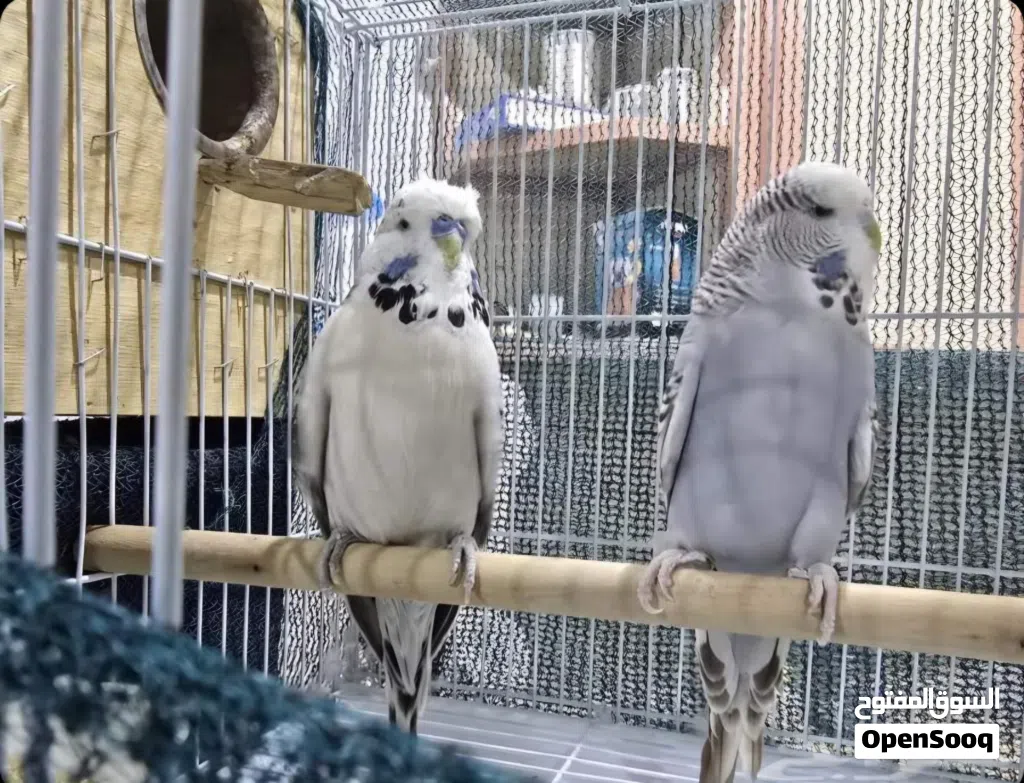 جوز بادجي انجليزي منتج