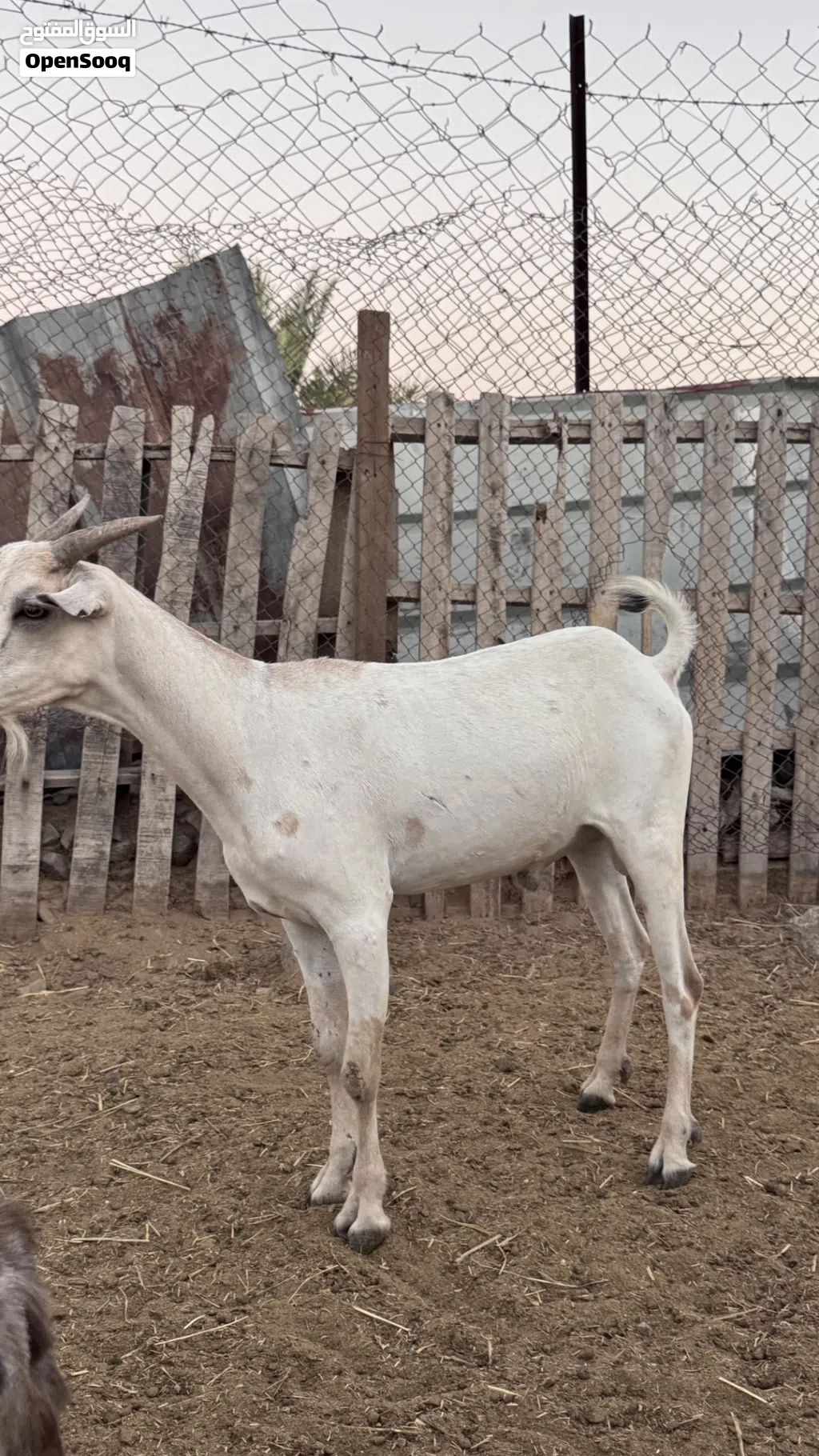 جدي صومالي مطعوم طعام الدار