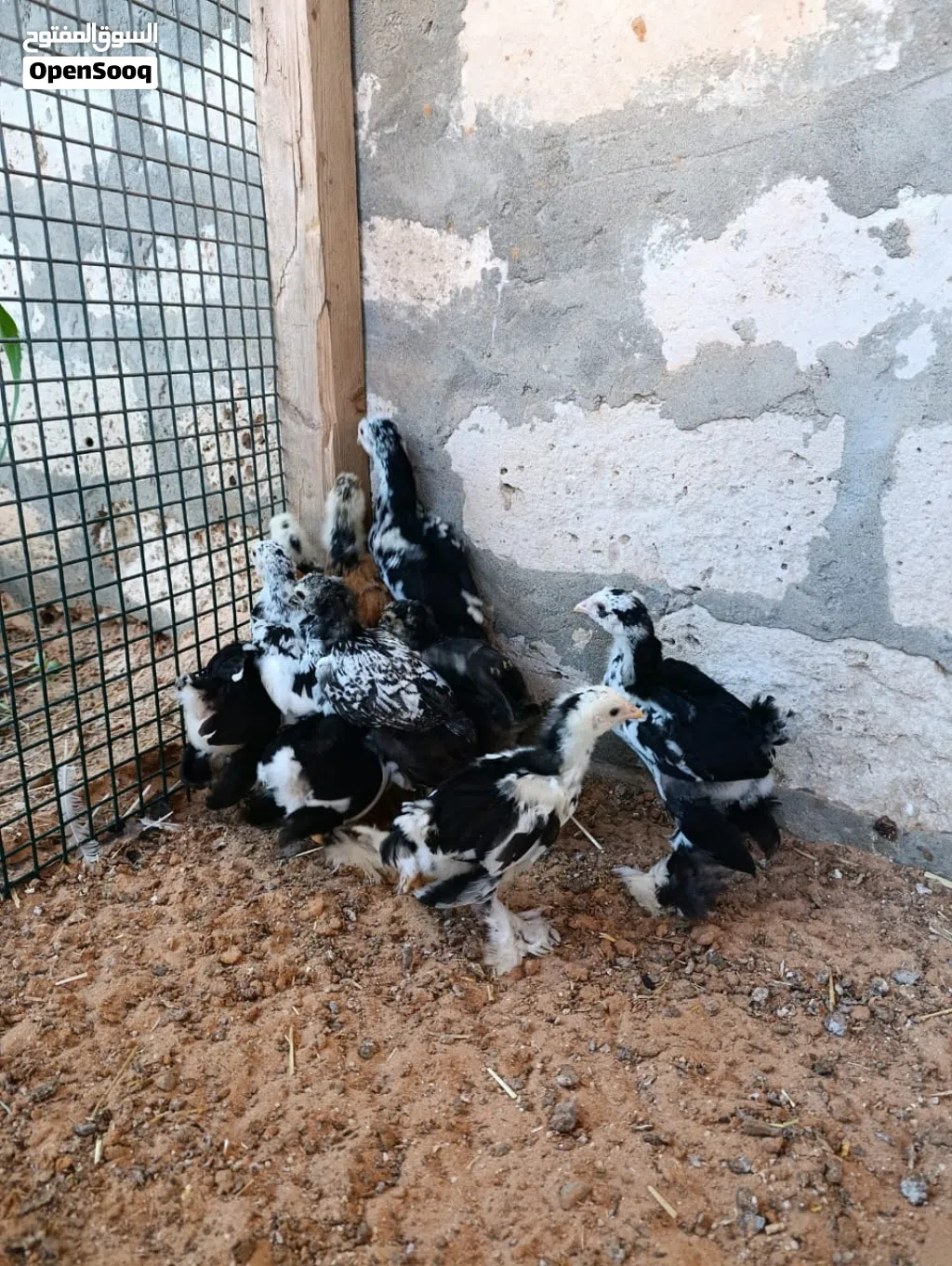 دجاج برهما