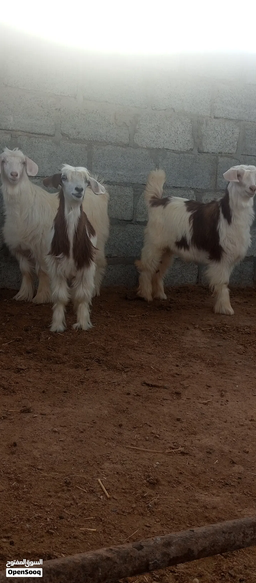 3 صخلات للبيع