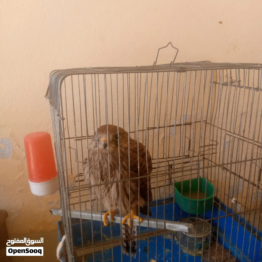 السلام عليكم طير للبيع اعلى سعر