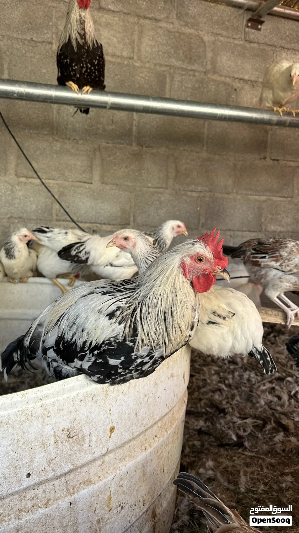 دجاج تهجين فرنسي فيومي الحجم الكبير