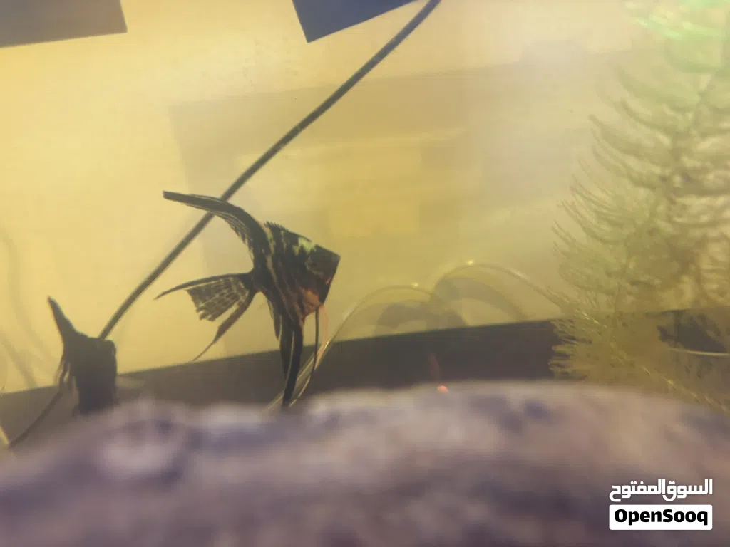 Angle fish سمك