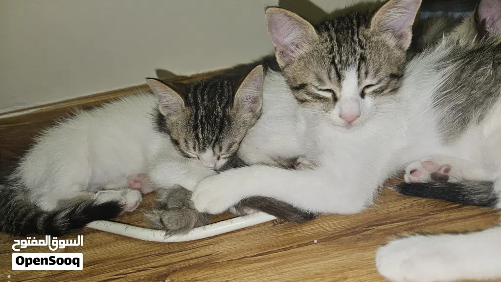 kittens two months old for adoption