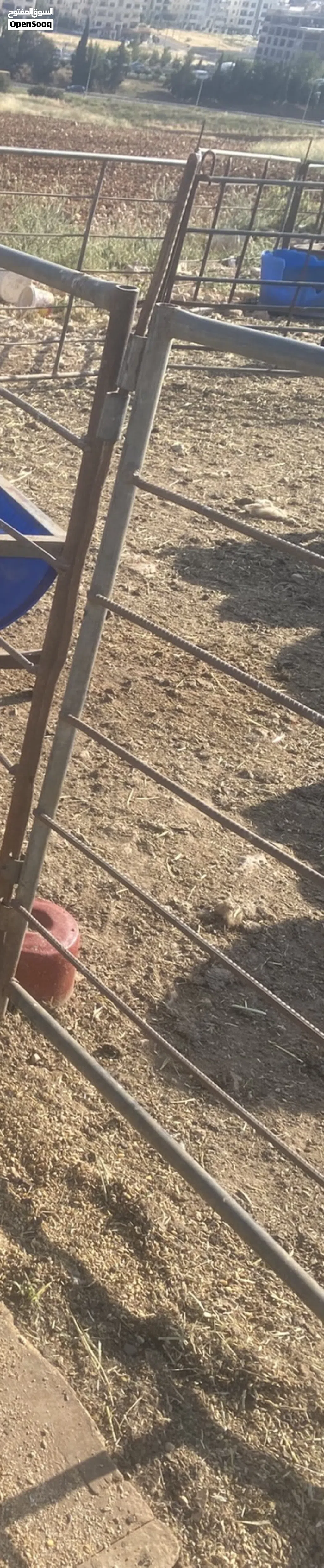 حليب ماعز يومي