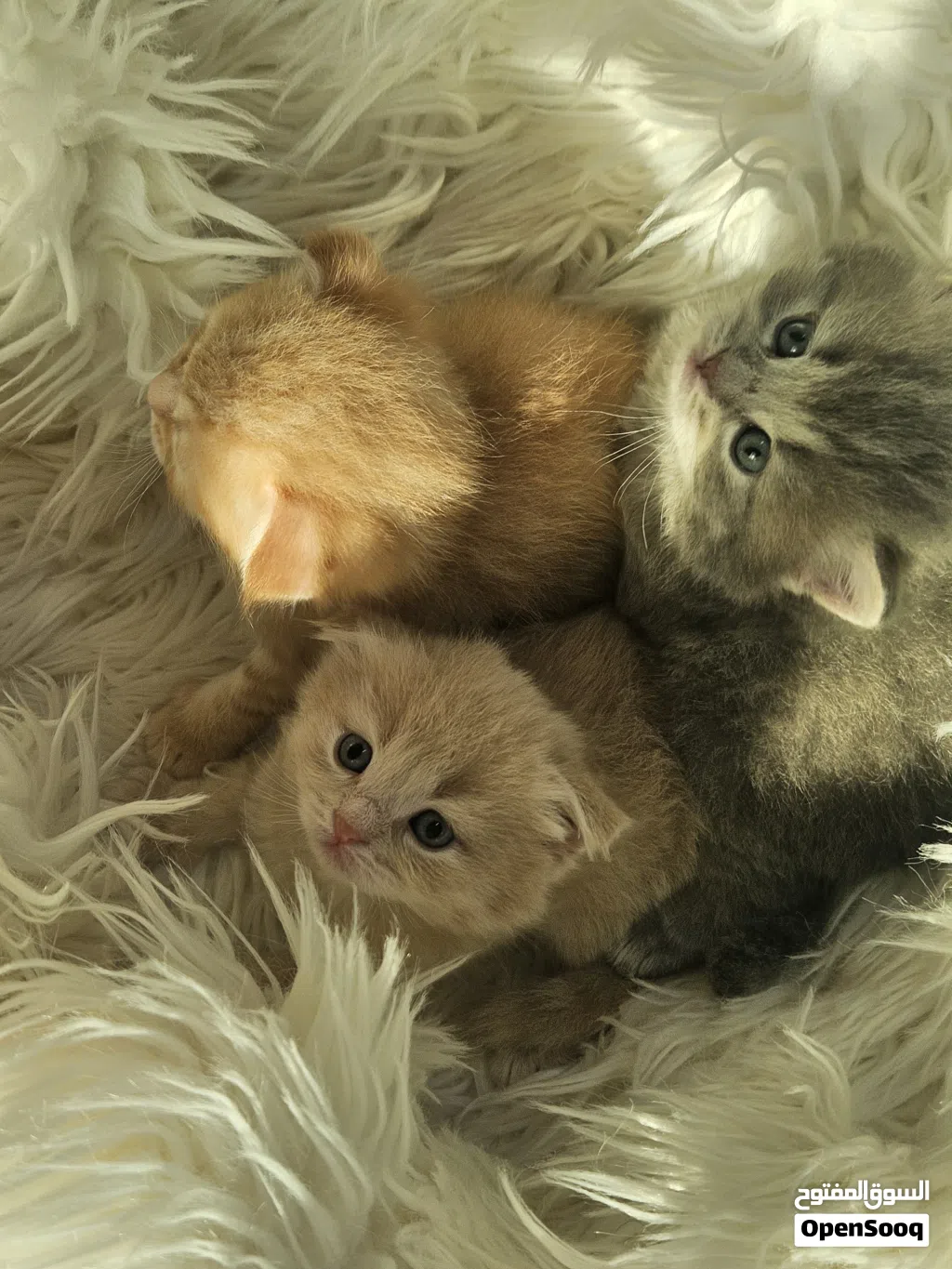 kittens للبيع scotch fold