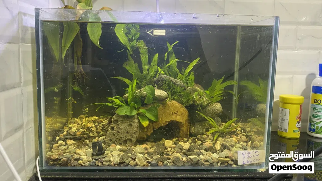 Fish tank حوض سمك