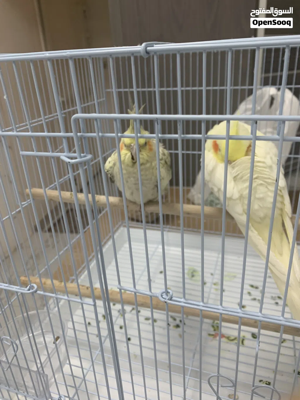للبيع طيور مغرده