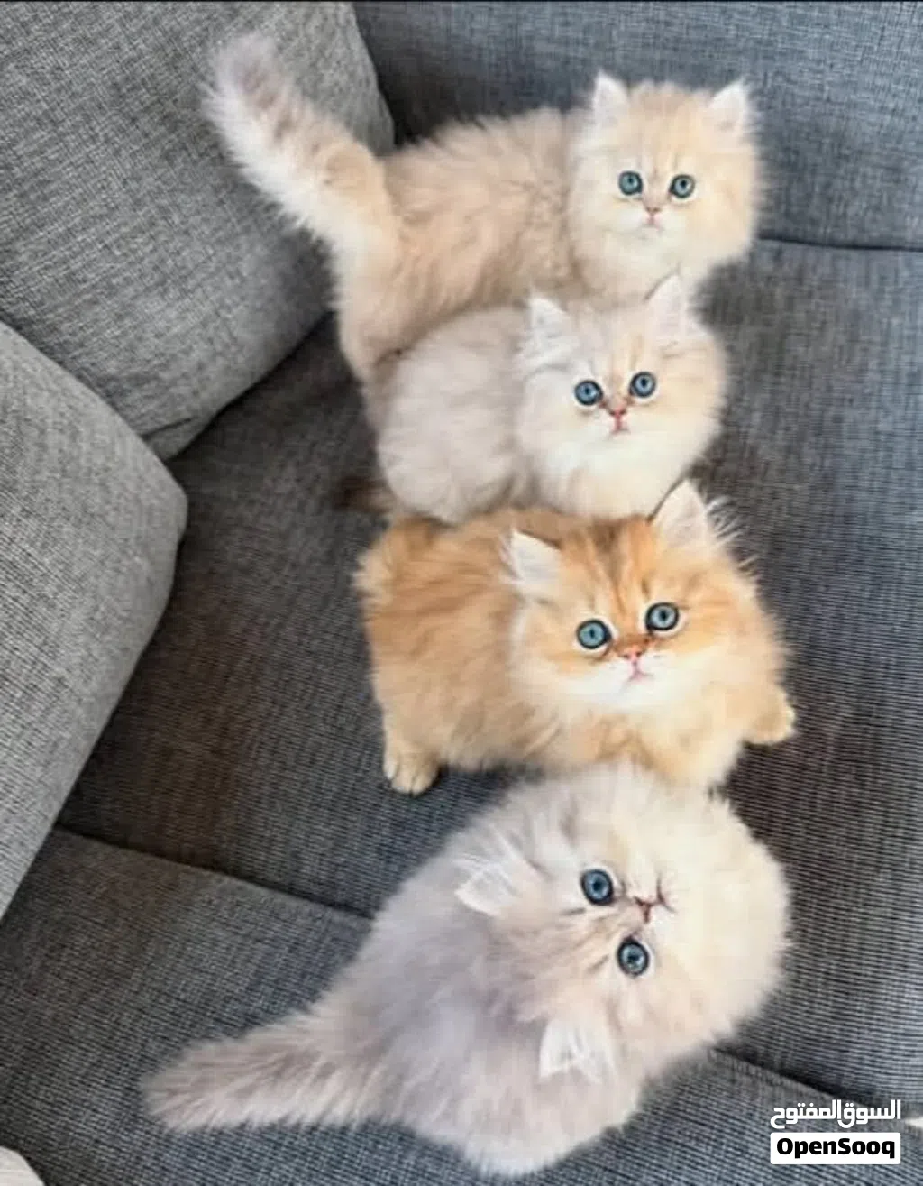 اريد قطه شيرازي مون فيس او اي نوع مثل الي في الصورة للتبني معا اغراضها او لا