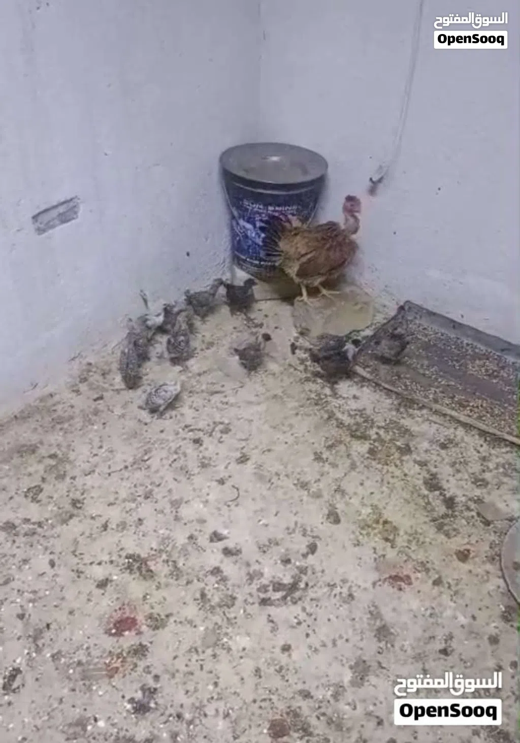 دجاجه مع 14 فرخ فيومي