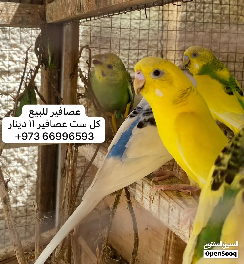 عصافير للبيع كل ست عصافير