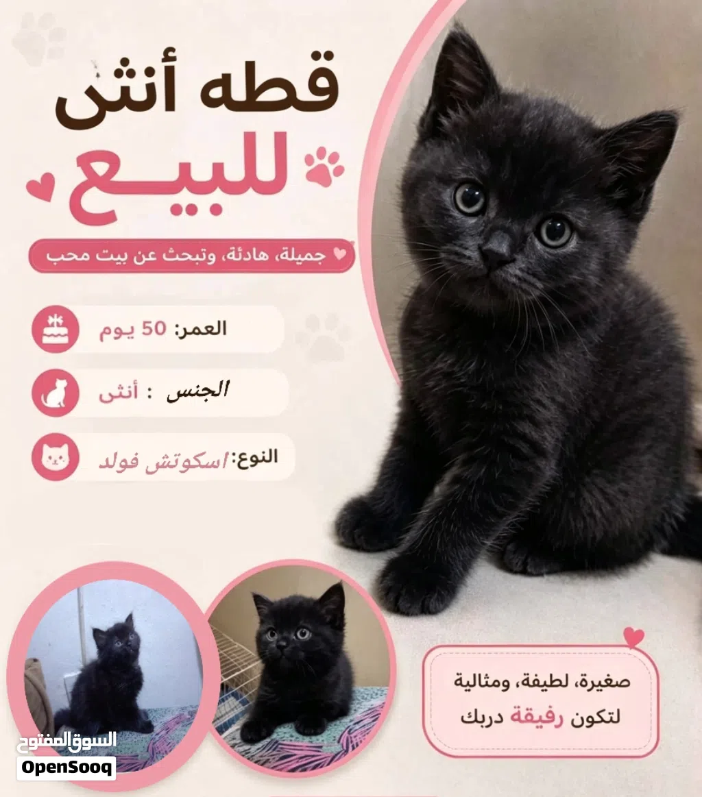 كيتن انثي اسكوتش فولد