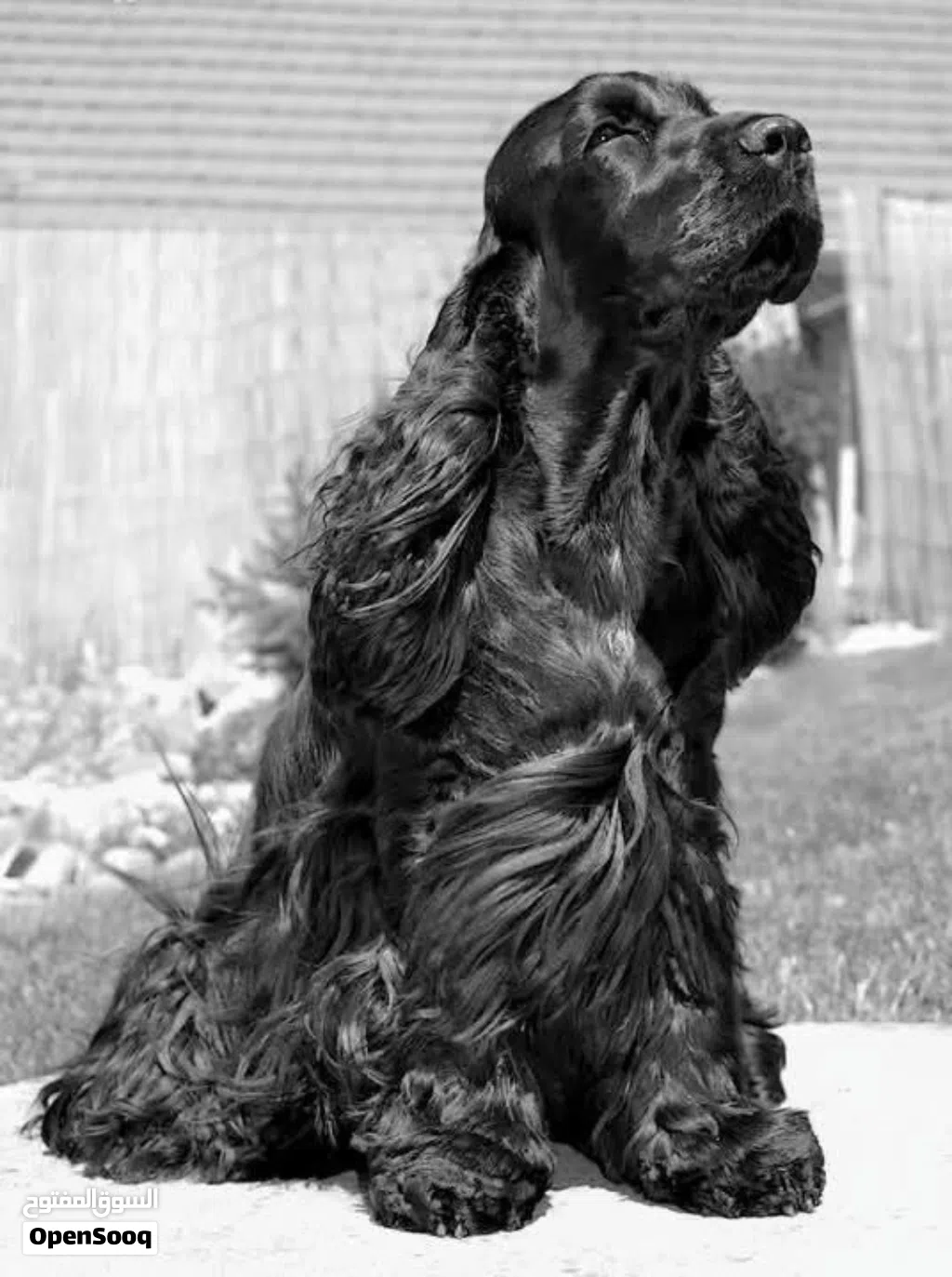 Cocker spaniel female
