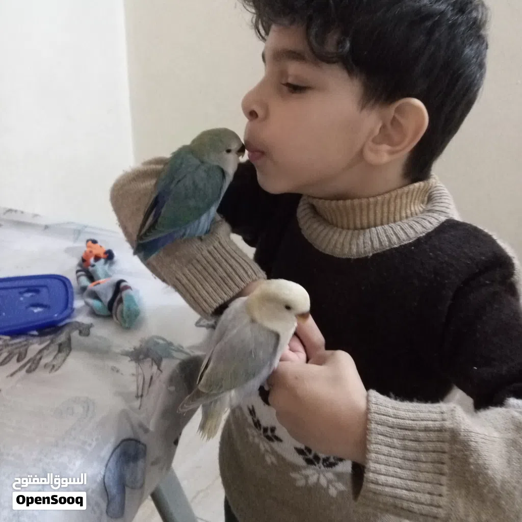 ببغاء روز اقرء الوصف