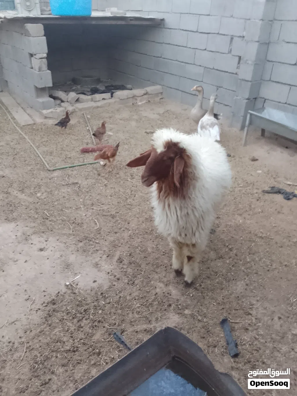 طليه للبيع ورجين