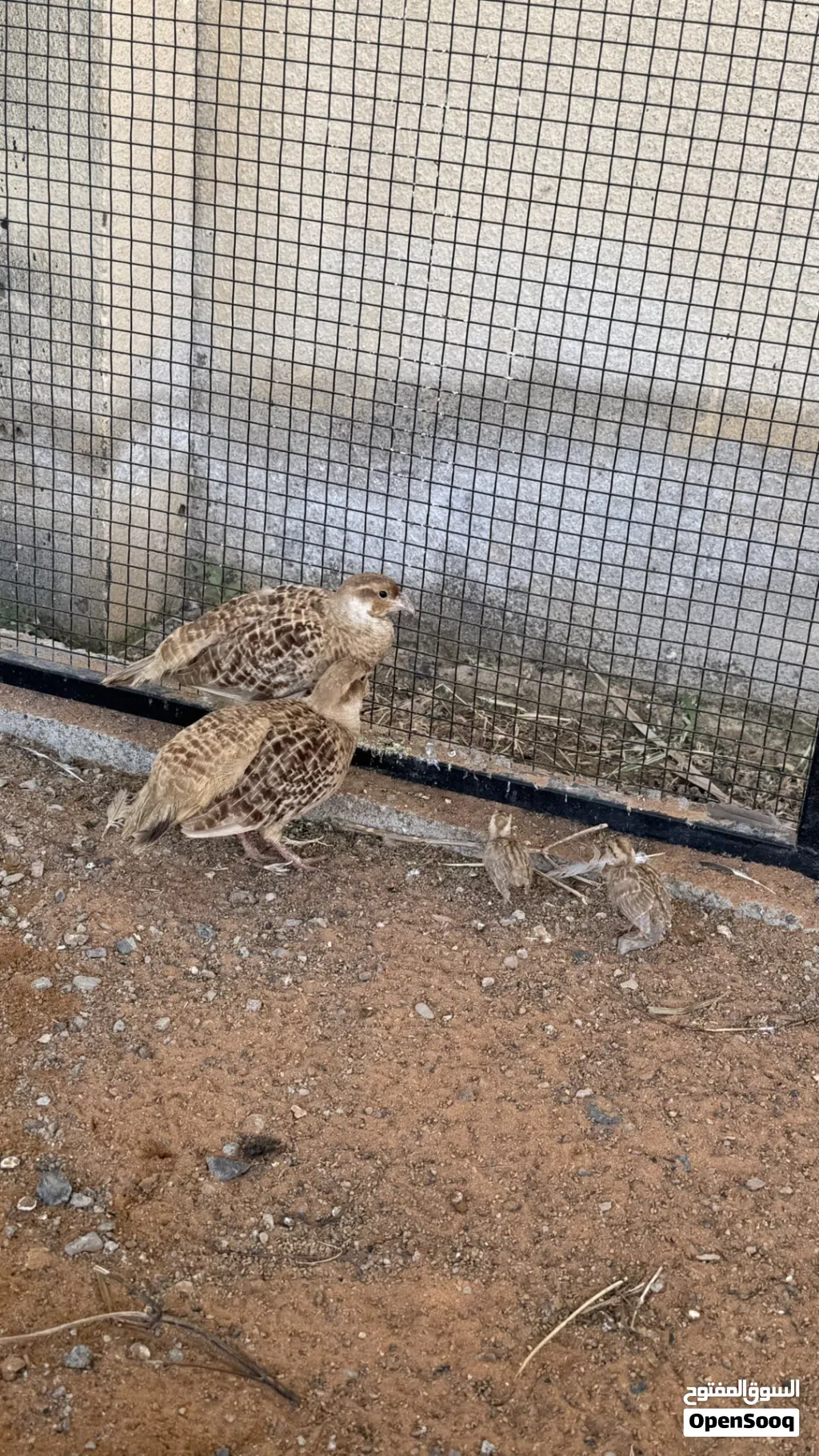 للبيع صفارد وراعبي منتج