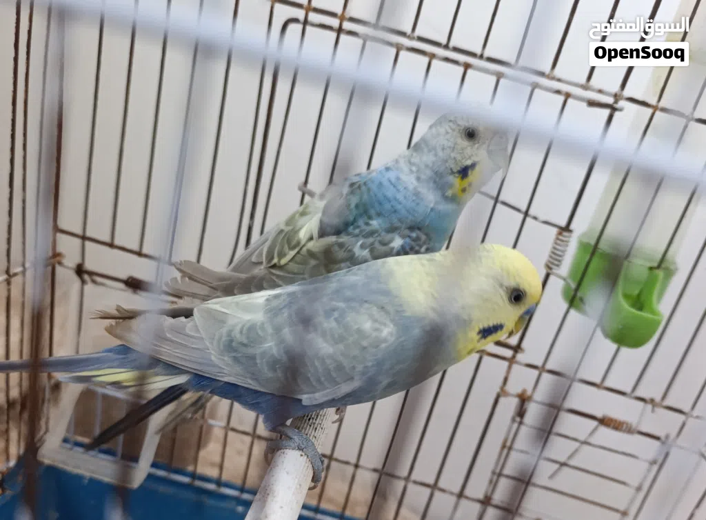 كوبية بقلينو رينبو مصوقرة