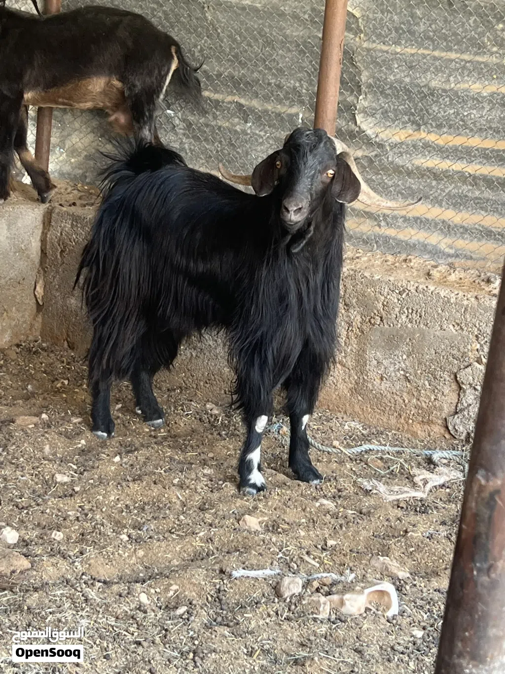 للبيع تيس عماني اسود ماشاء الله مد وشور وفول سمنه