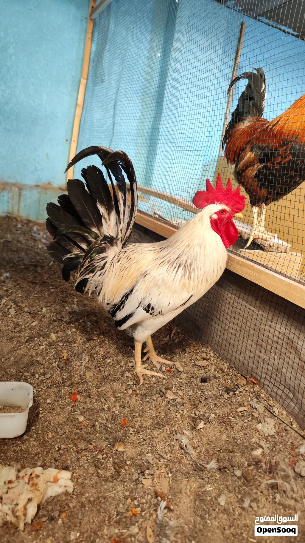 ديج حلو ونضيف