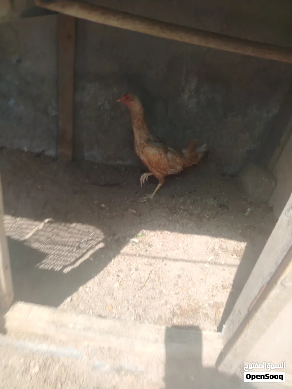 دجاج هراتي