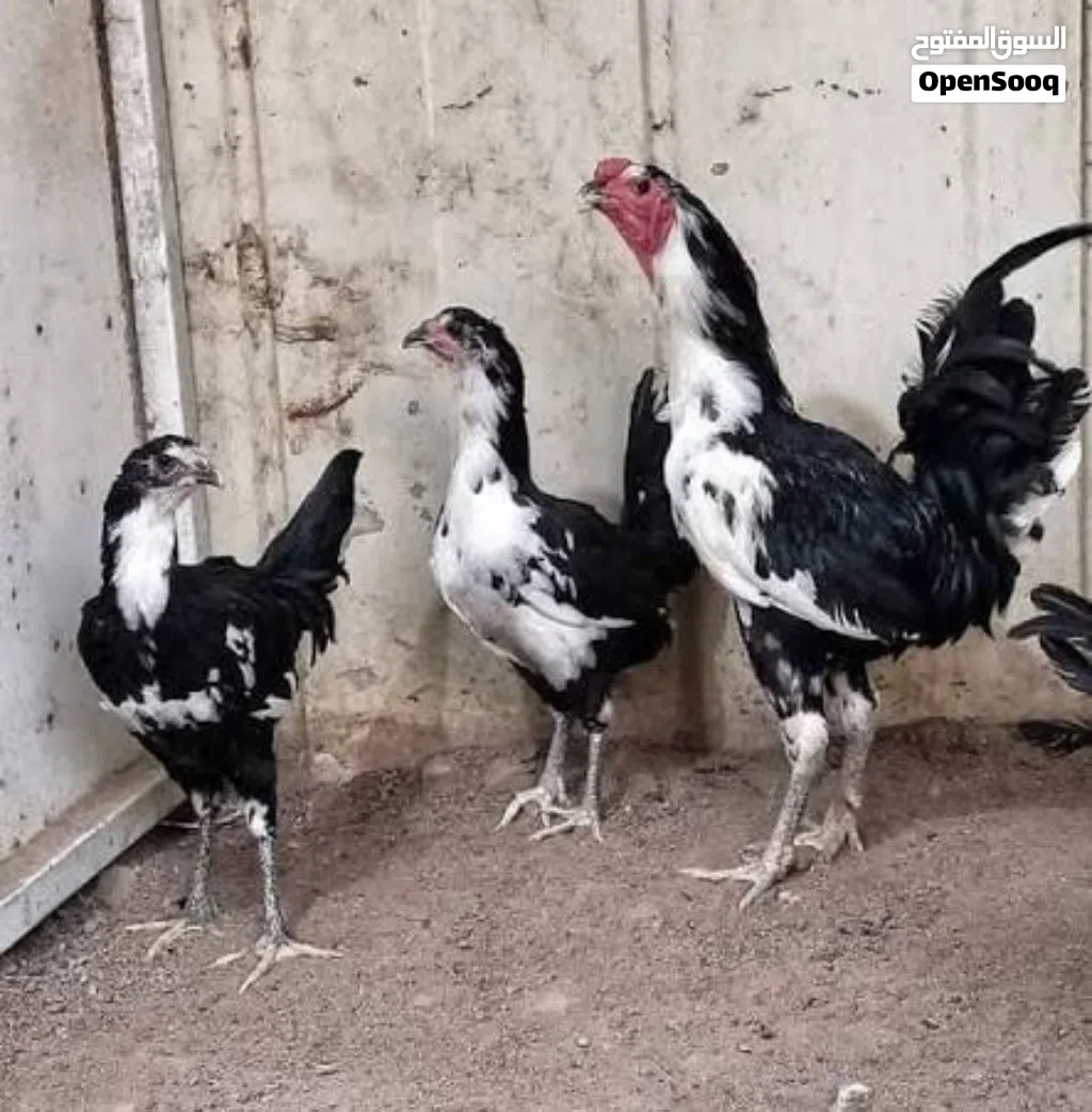 سيت بوطاني اصلي
