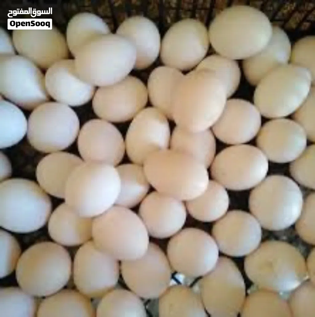 يوجد بيض بلدي