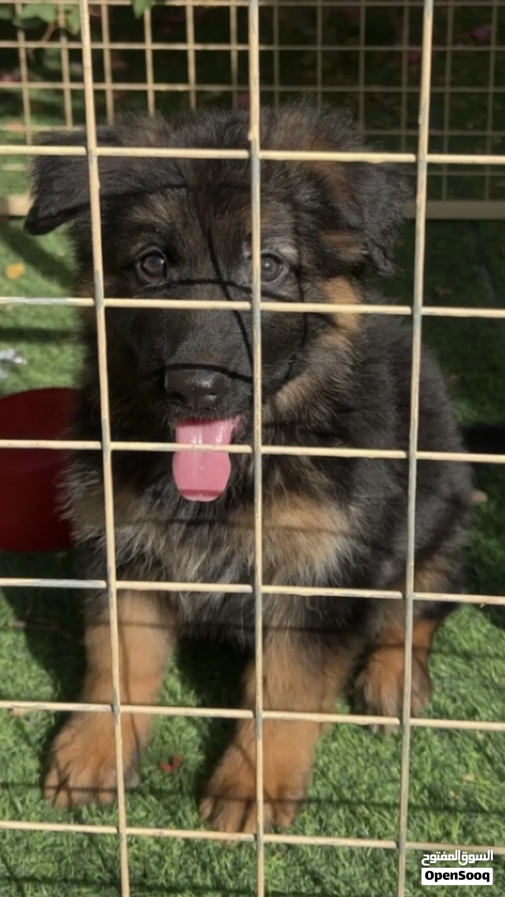 Young German Shepherd Show line Long hair puppy — 8 weeks, friendly