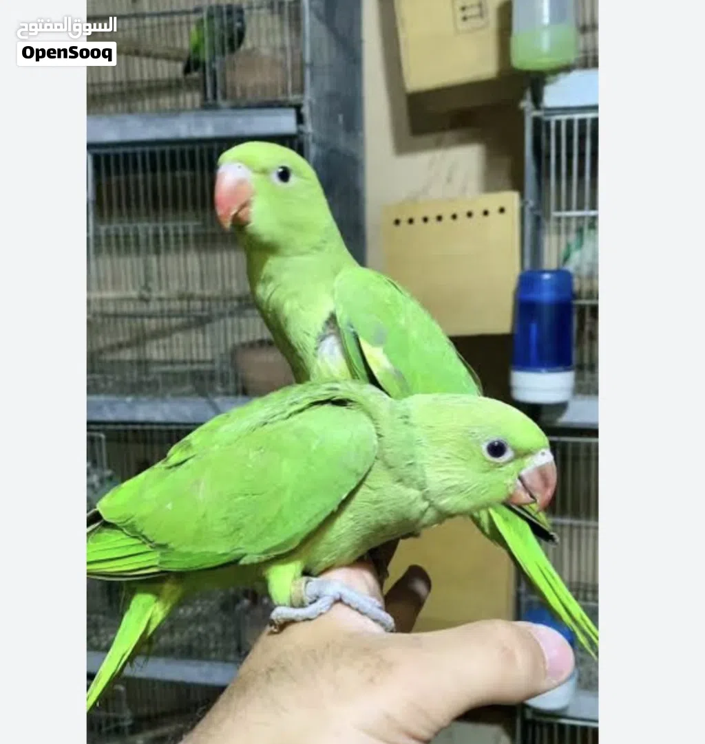 ببغاء دره زق
