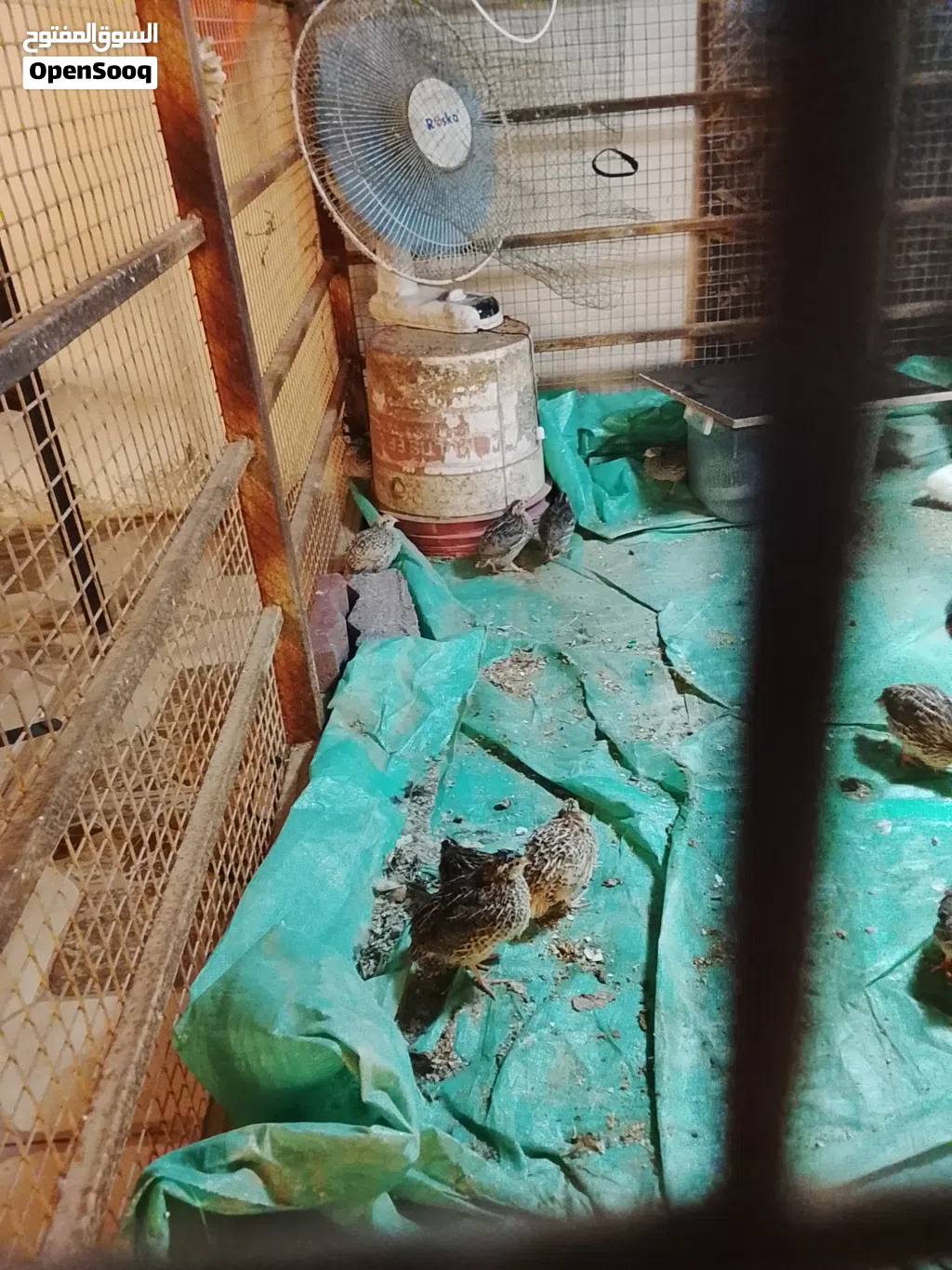 سمان للبيبيع لحق ماتلحق الكميه محدودة