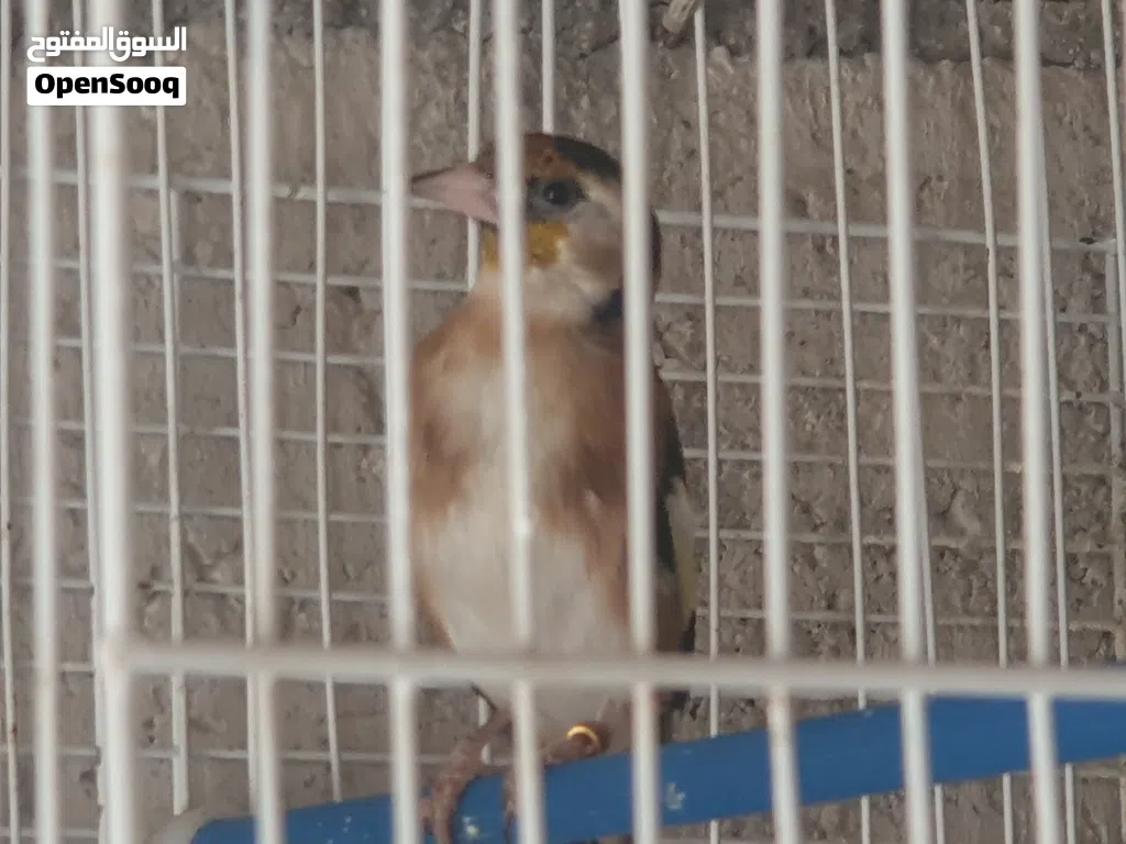 طواير حسون