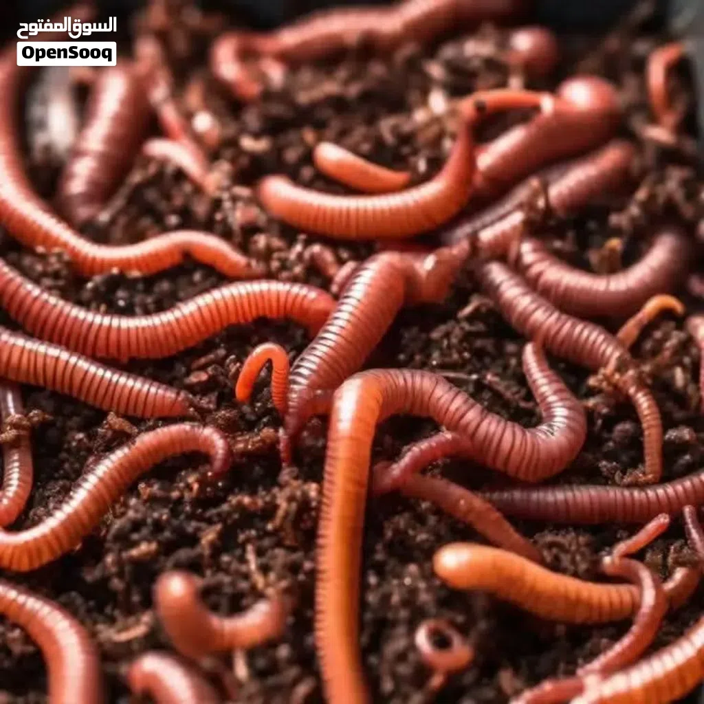سماد دودة الأرض (الـ Vermicompost) هو سماد عضوي غني بالمواد المغذية عرض كل 100دودده في 10د