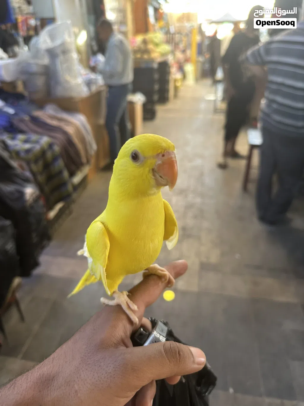 دره صفره للبيع