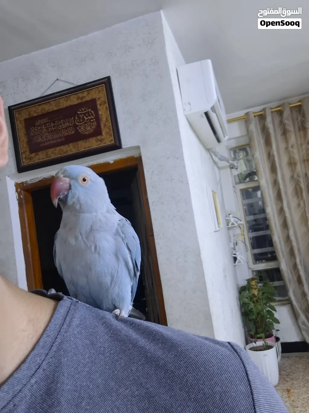 ببغاء دره هندي لون سمائي